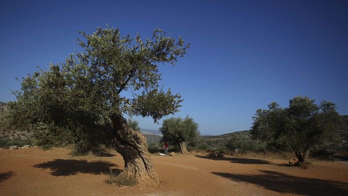 Bad news for gourmets: Italian olive oil production suffers from extreme heat and drought