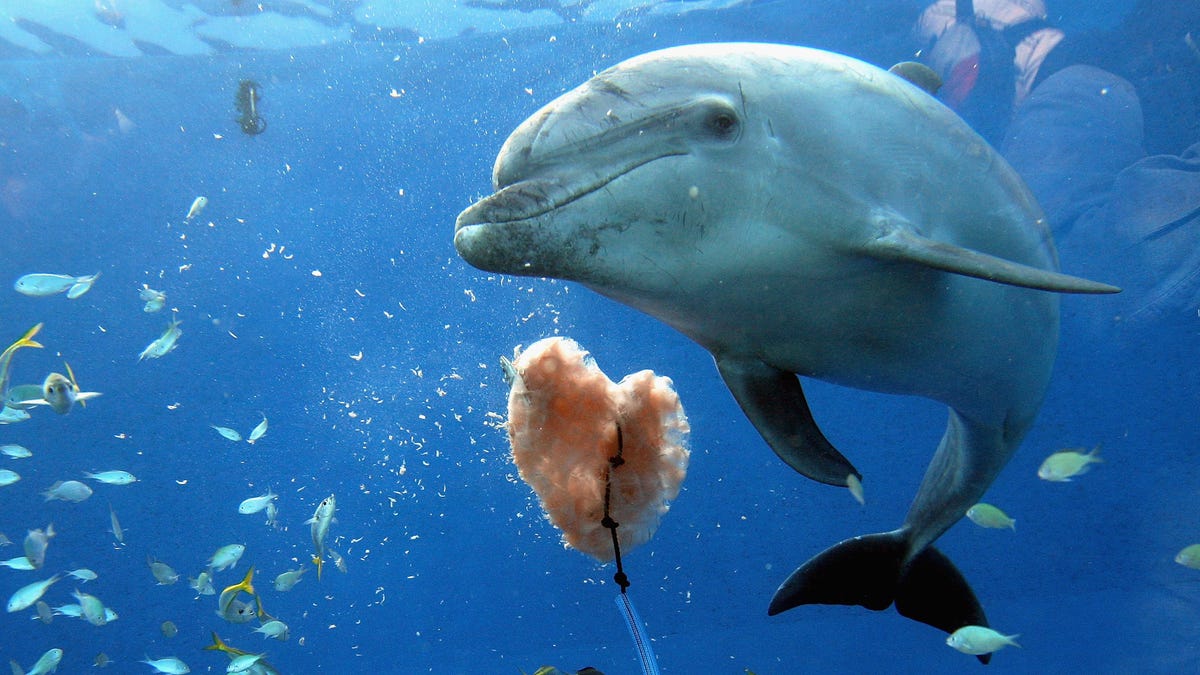 Lonely dolphin in Japan is blamed for biting swimmers, researchers say