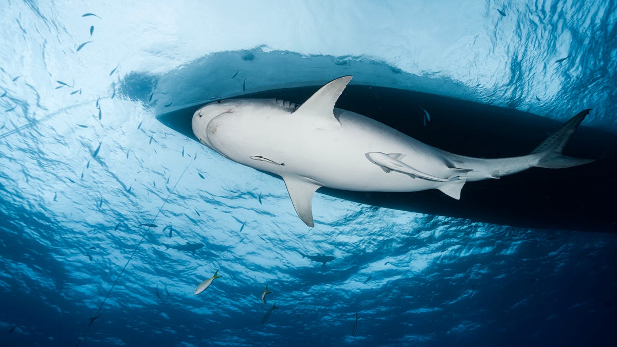 Jamaican teenager killed by shark while fishing alone, reports say