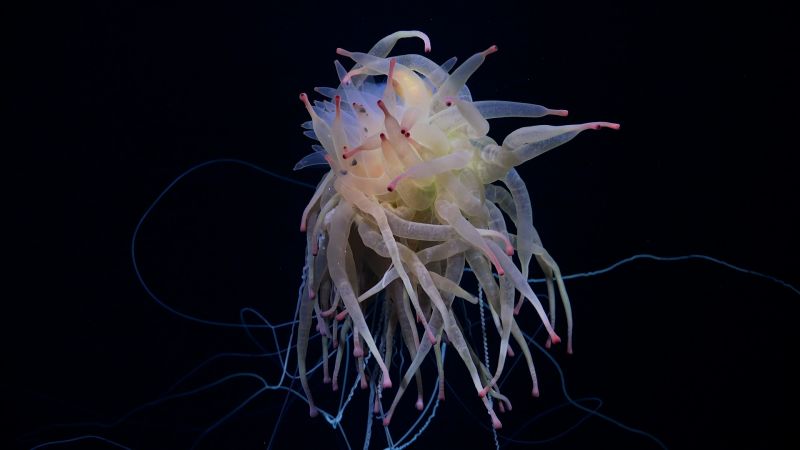 Video: Rare octopus, other new species filmed at underwater mountain range near Chile