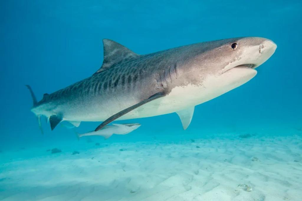 Teen decapitated in vicious shark attack off Jamaica coast