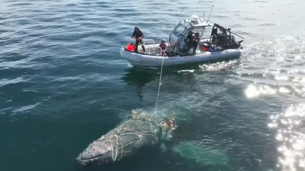 Video. Entangled humpback whale freed after four-day rescue operation