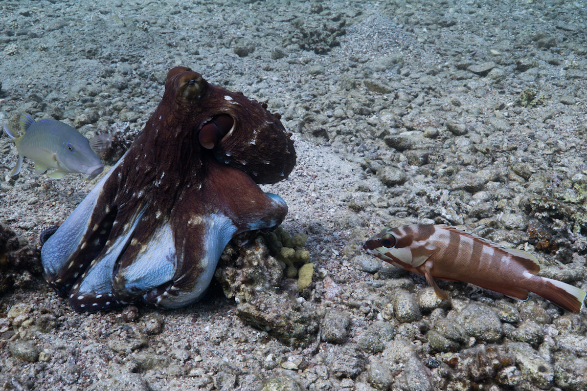 Octopuses are now punching fish – and we have the footage to prove it