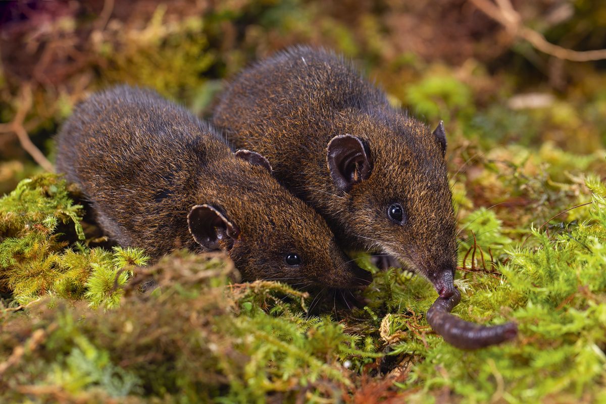 These (incredibly cute) hedgehogs are born without spikes