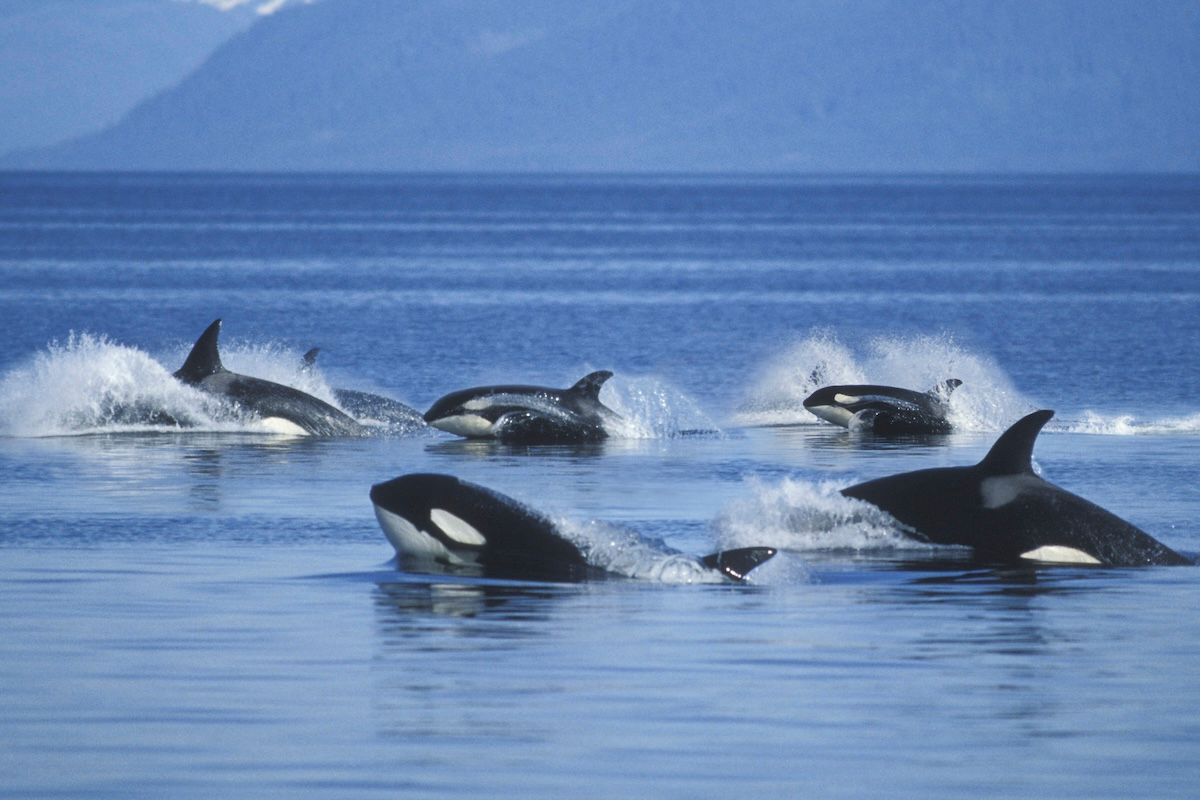 This mysterious gang of killer whales is hunting down and eating dolphins