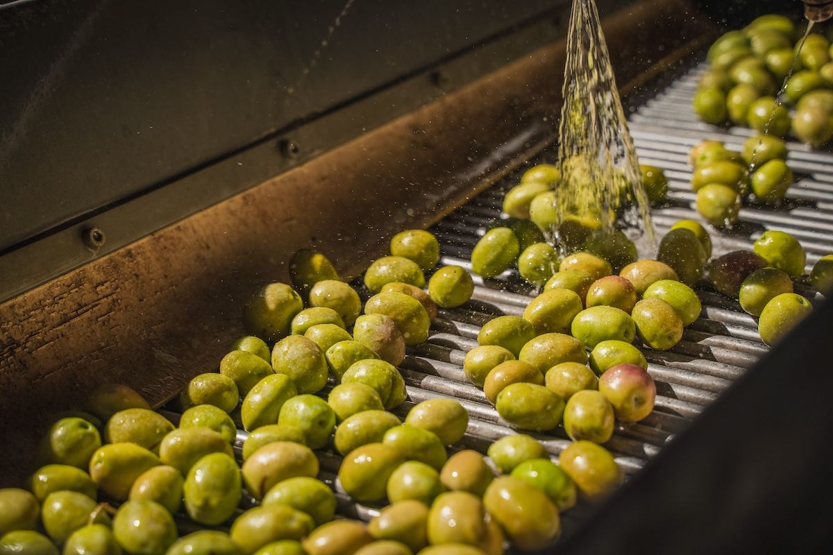 Why olive wastewater could soon help reshape your health