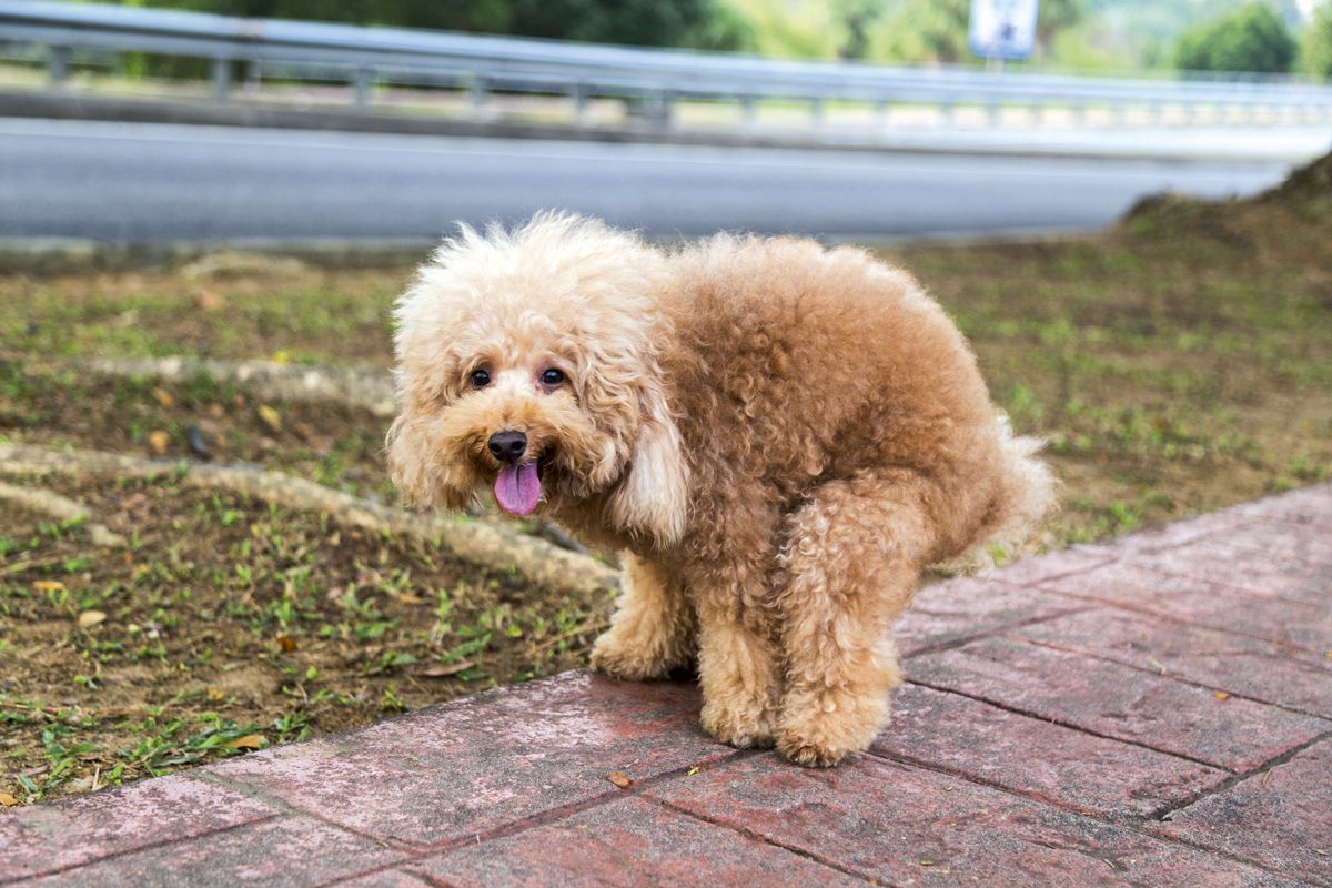 Your dog’s poop is a hidden magnetic compass. Here’s why