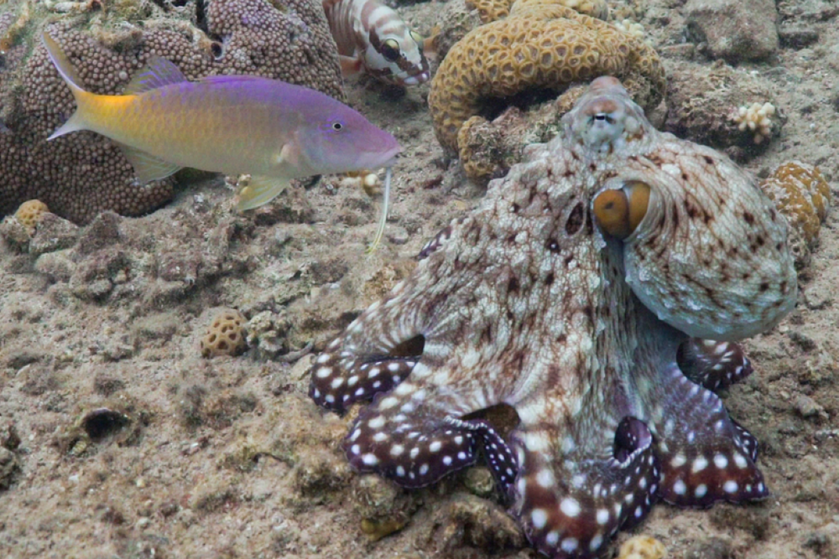 Octopuses and fish recorded hunting together as a team to catch more prey