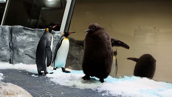 WATCH: Pesto the giant penguin steals hearts at Melbourne Aquarium