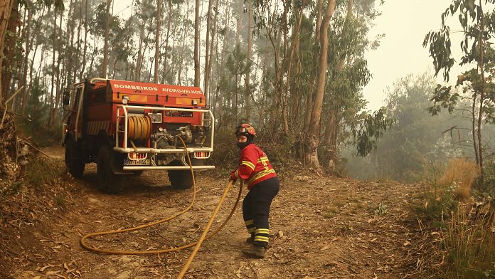 Wildfires: Why are Portuguese forests so flammable?