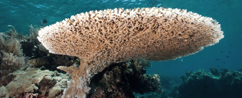 Scientist Find Corals With a Secret That Could Aid Reef Conservation : ScienceAlert