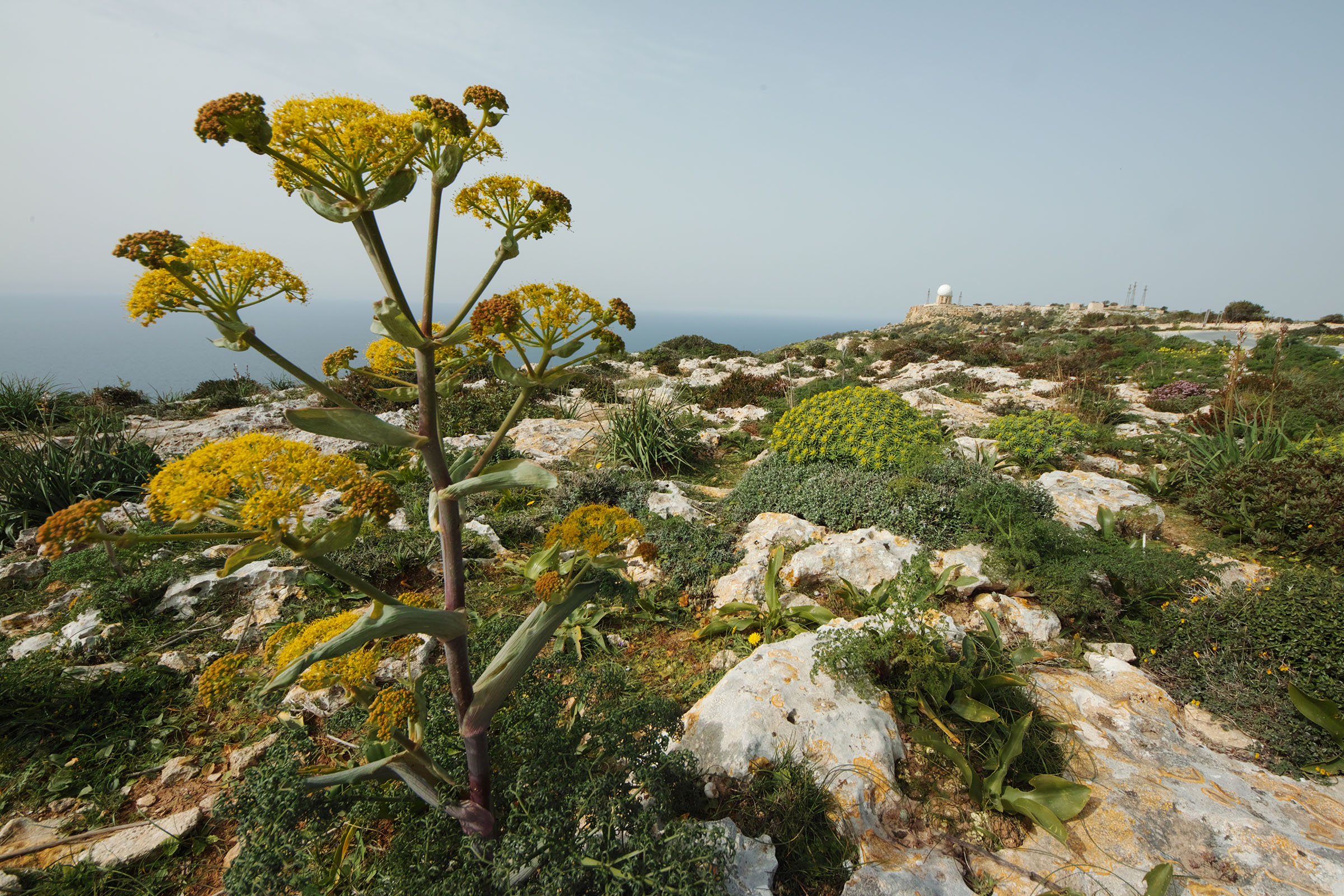 Scientists may soon be able to translate the languages plants use to communicate