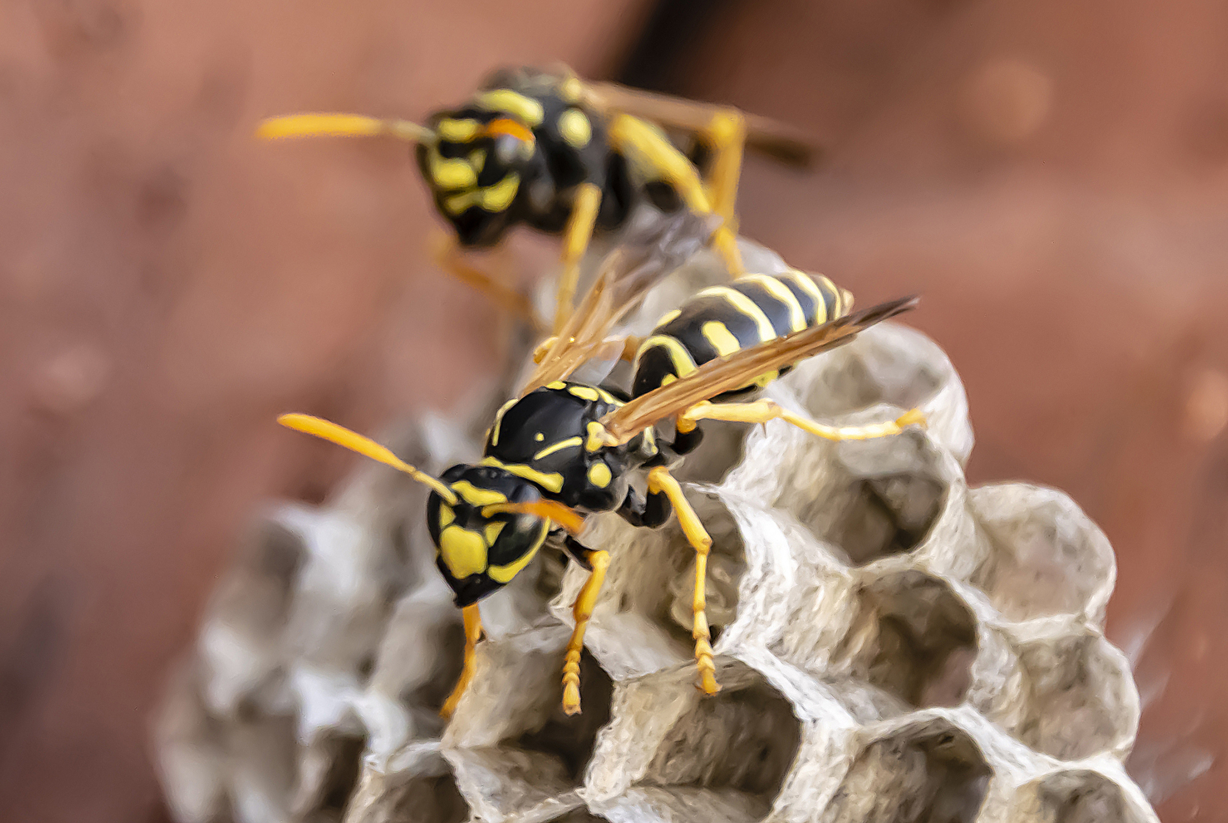 Oh good, a new species of ‘horror wasp’ is invading the US