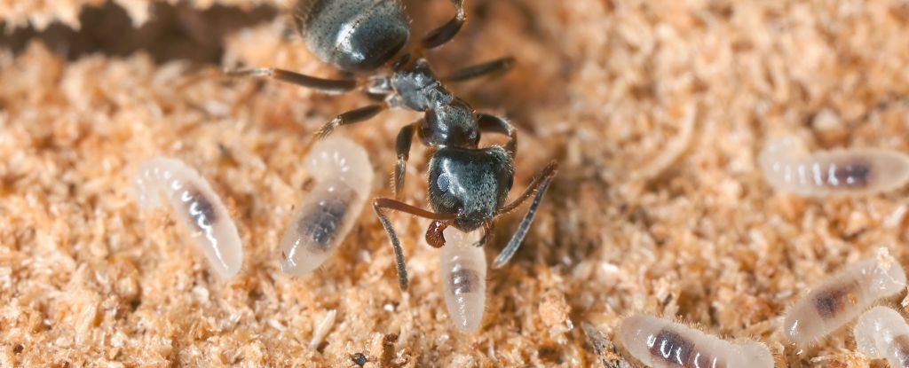 Ant Queens Practice ‘Hygienic Cannibalism’ Out of Tough Love : ScienceAlert