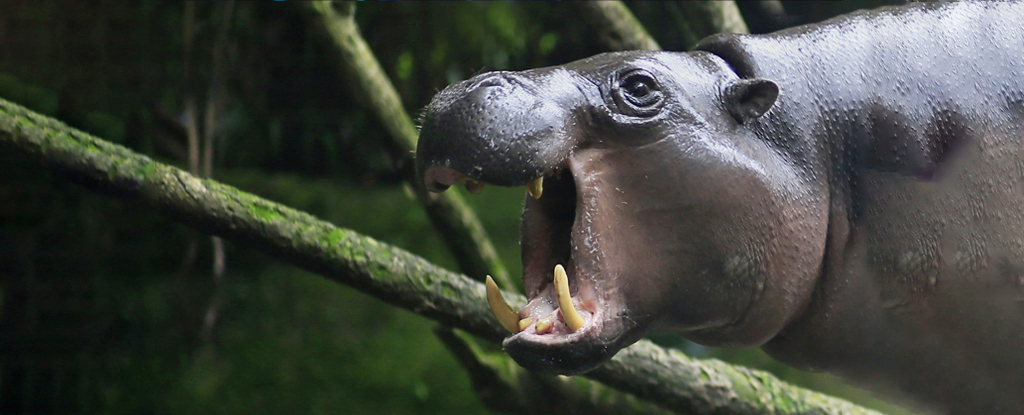 Tiny Hippos And Elephants Once Roamed Cyprus, Until Humans Arrived : ScienceAlert