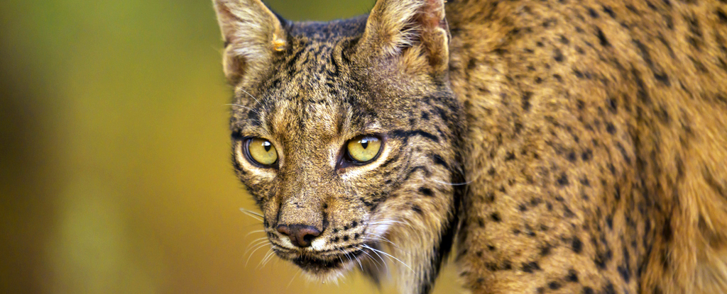 Unexpected Twist Saved Iberian Lynx From Extinction, Ancient DNA Reveals : ScienceAlert