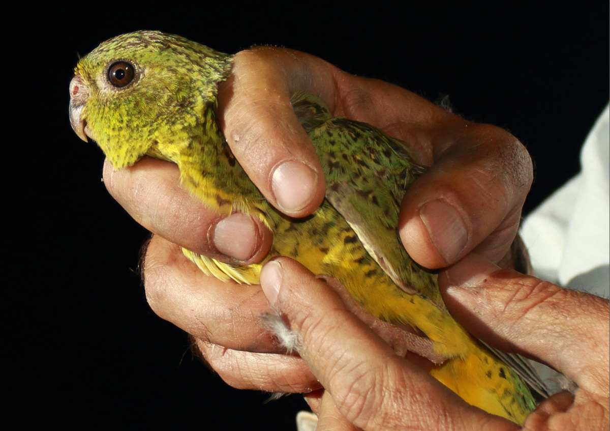 Indigenous rangers find secret population of one of Australia’s rarest birds