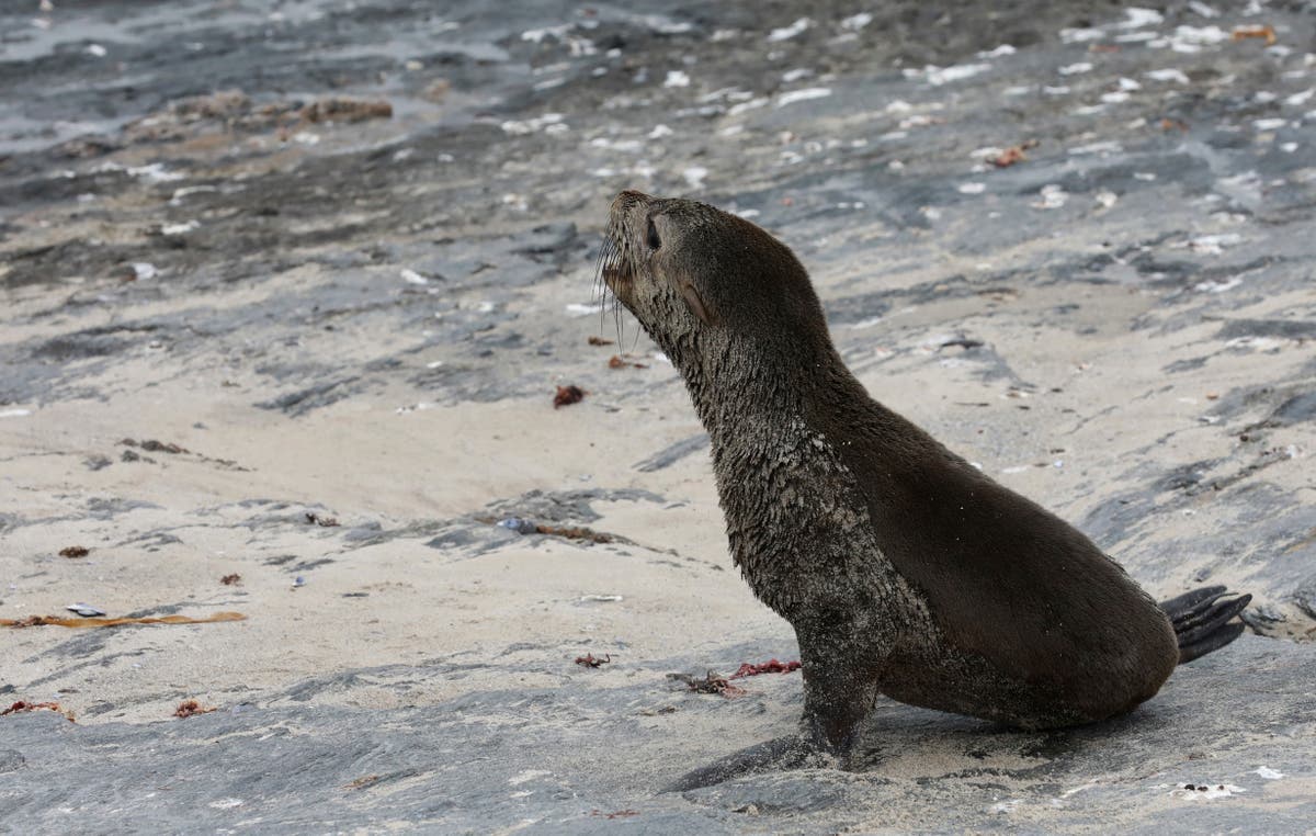 Scientists identify first known outbreak of rabies in South African seals