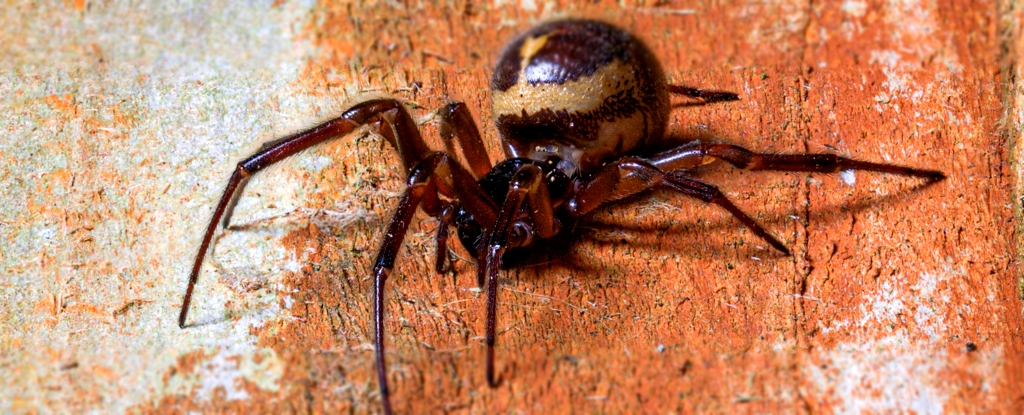 A Spider Was Filmed Eating a Shrew, And You Can’t Unsee This : ScienceAlert