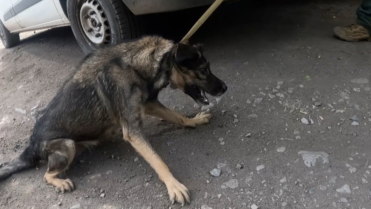 Ukrainian Volunteers Rescue The Pets Left Behind When Civilians Flee