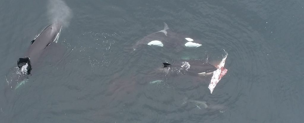 Wild Orcas Spotted Hunting Dolphins Off Chile in a Scientific First : ScienceAlert