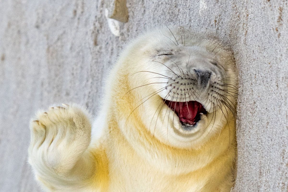 Try not to laugh at these 21 Comedy Wildlife photo award finalists