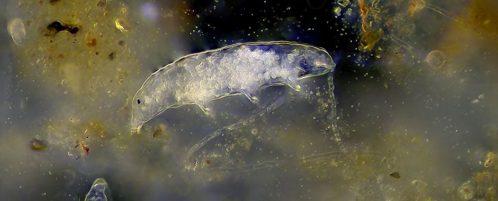 Microplastics Seem to Be in Every Kind of Animal… Except One : ScienceAlert