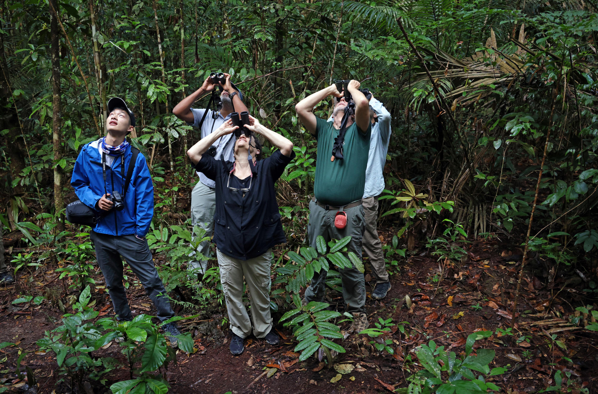 A birder’s biggest enemy in rainforest: complacency — Harvard Gazette