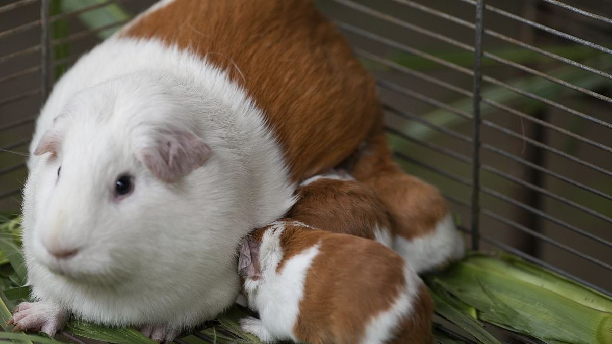 Video. Genetically modified guinea pig ‘Peru’ celebrates 20th birthday