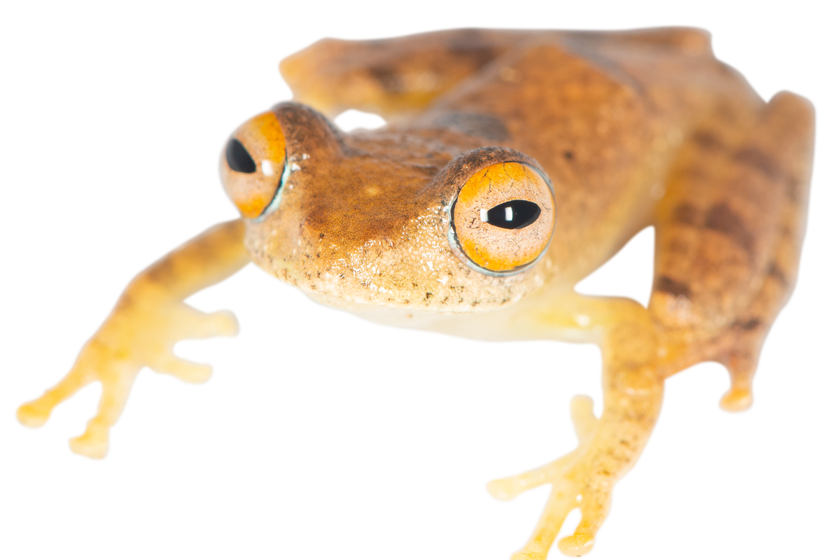 Seven new frogs discovered in Madagascar ‘sound like something from Star Trek’