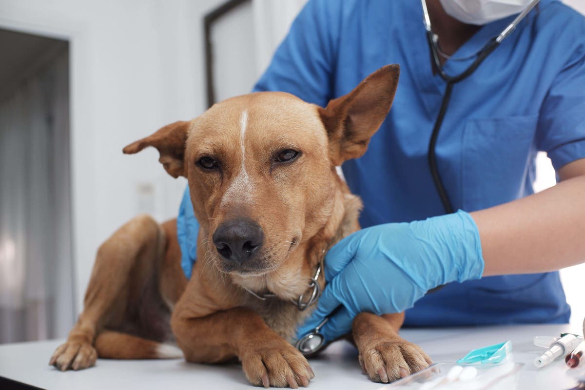 Expert warns of damage done to pets by changing the clocks