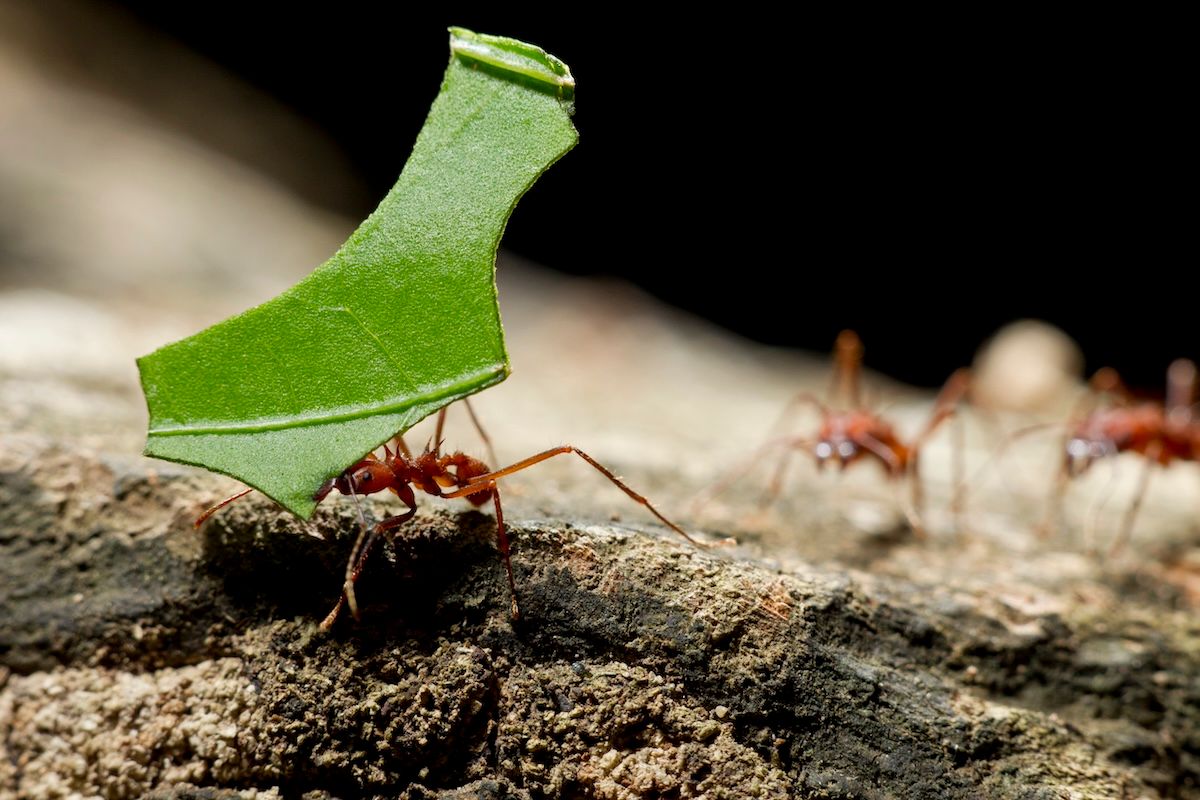 The secret way insects (and their poop) are spreading plants around the world