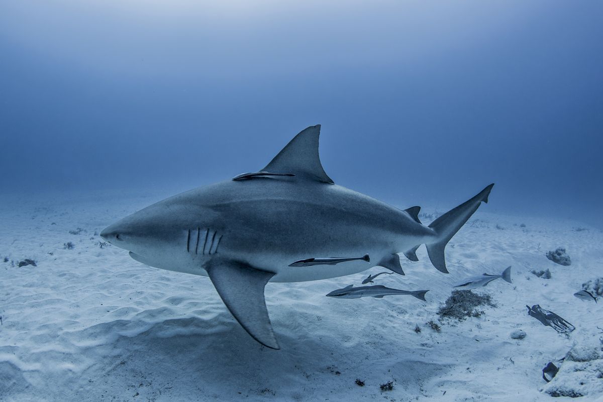 The simple reason baby sharks are more terrifying than cute