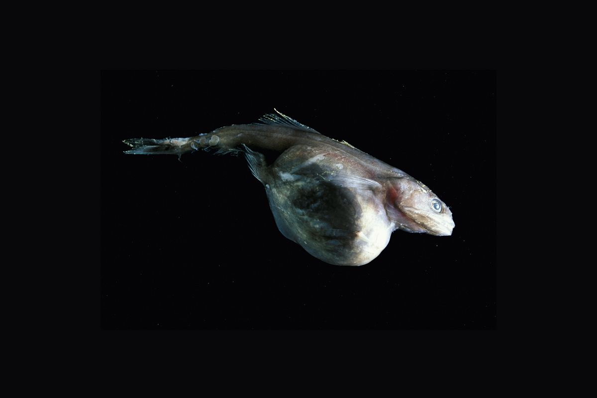 This bizarre ‘black swallower’ balloon fish can eat an insane amount of food