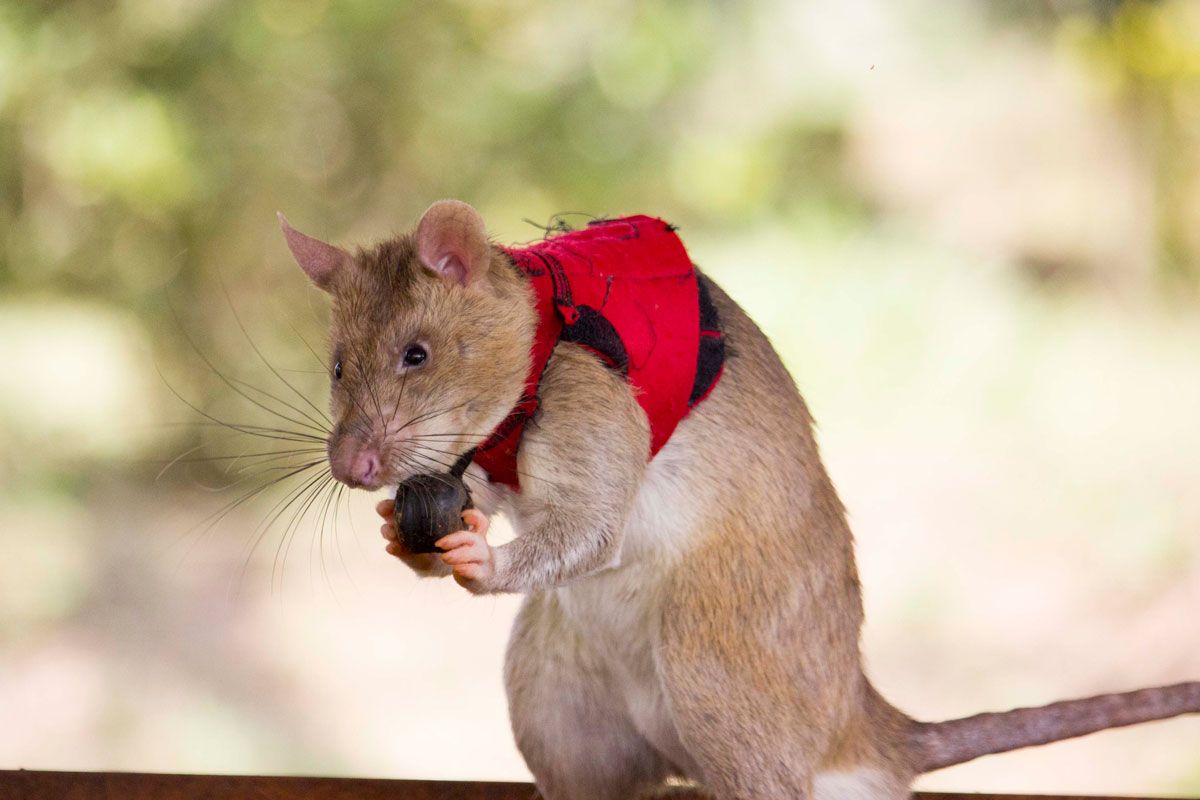 These trained giant rats could become poaching’s worst enemy