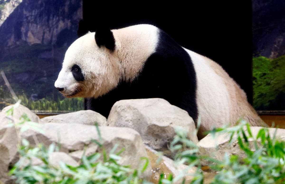 Not so cute: Investigation uncovers troubling side of ‘aggressive’ panda breeding programs