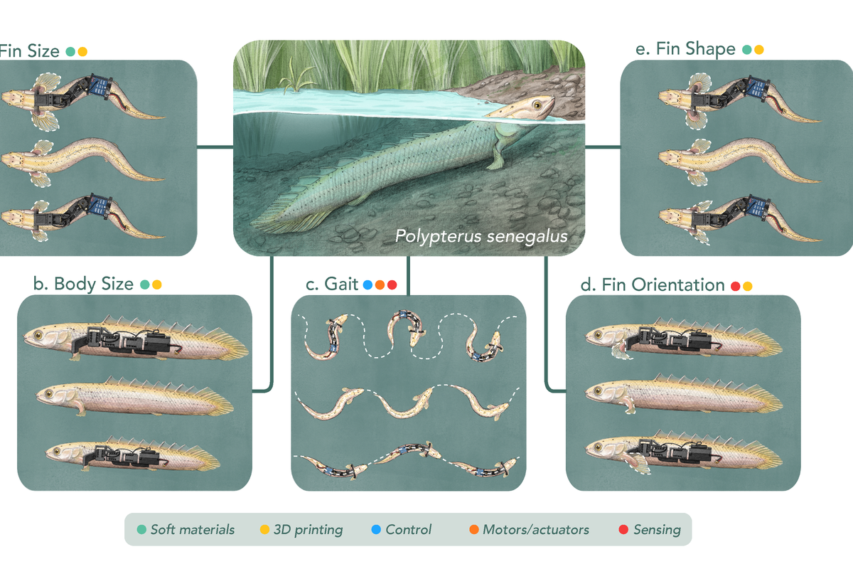 Robots could help scientists understand how fish started to walk on land