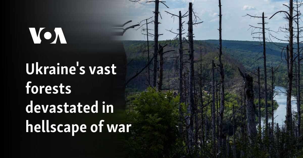 Ukraine’s vast forests devastated in hellscape of war 