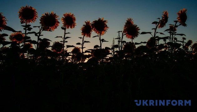 Russians set to export over 300t of sunflower crop from occupied Luhansk region