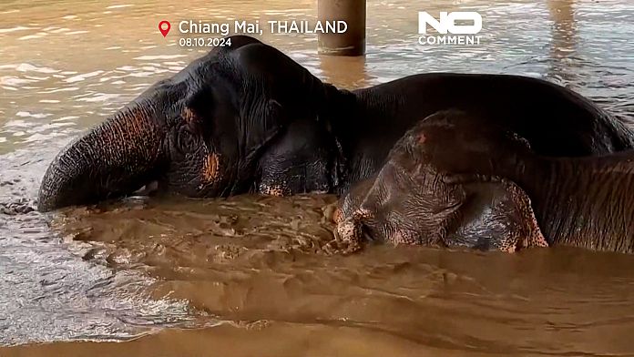 Elephants fall victim to flooding in Thailand