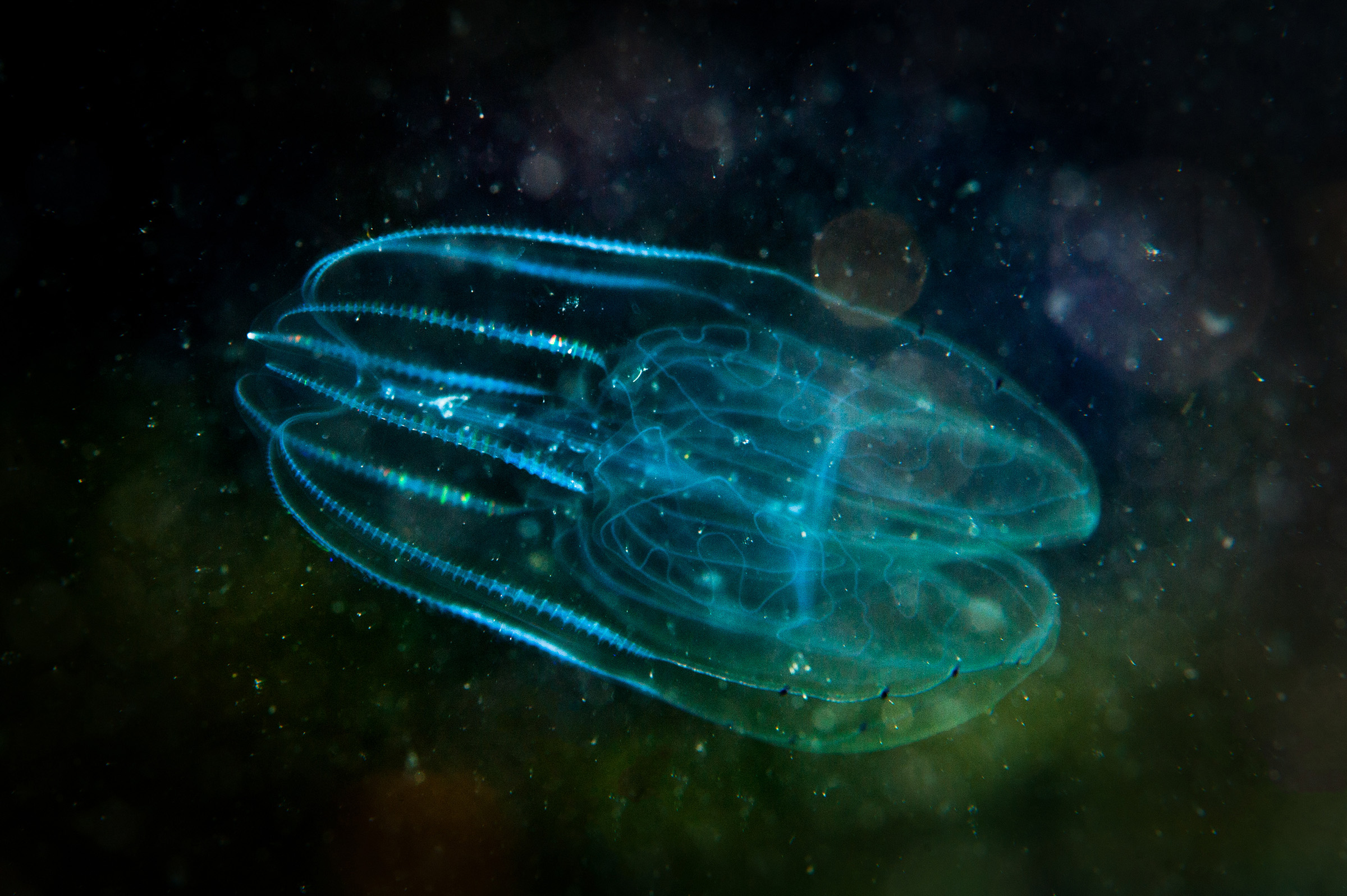 Two comb jellies stunned scientists by merging into one creature