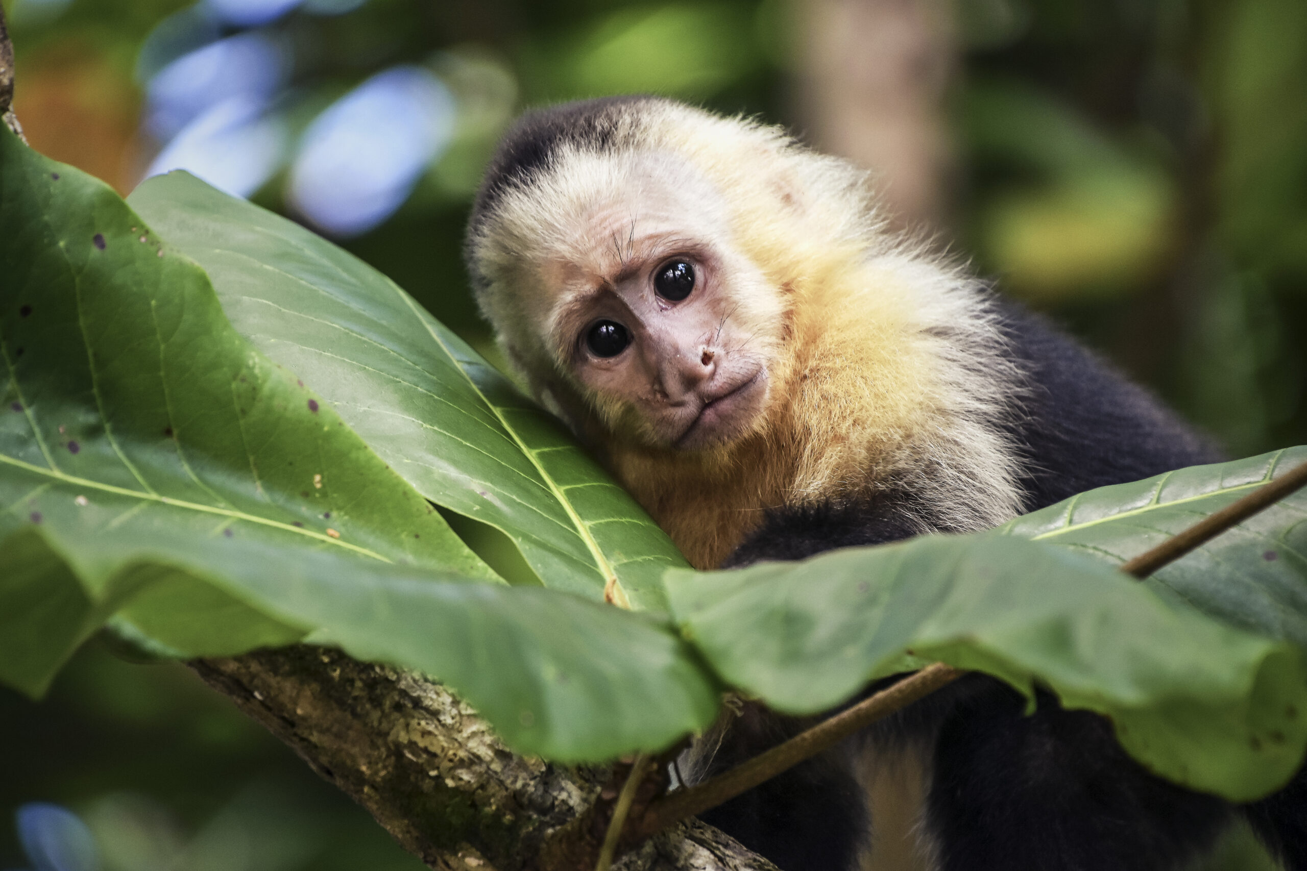 Scientists used human stem cells to restore a monkey’s vision