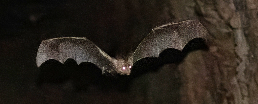 Meet The Spooky Animals Named After Ghosts : ScienceAlert