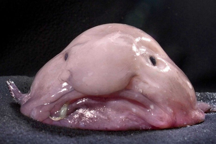 Blobfish: Facts about the ugliest animal in the world