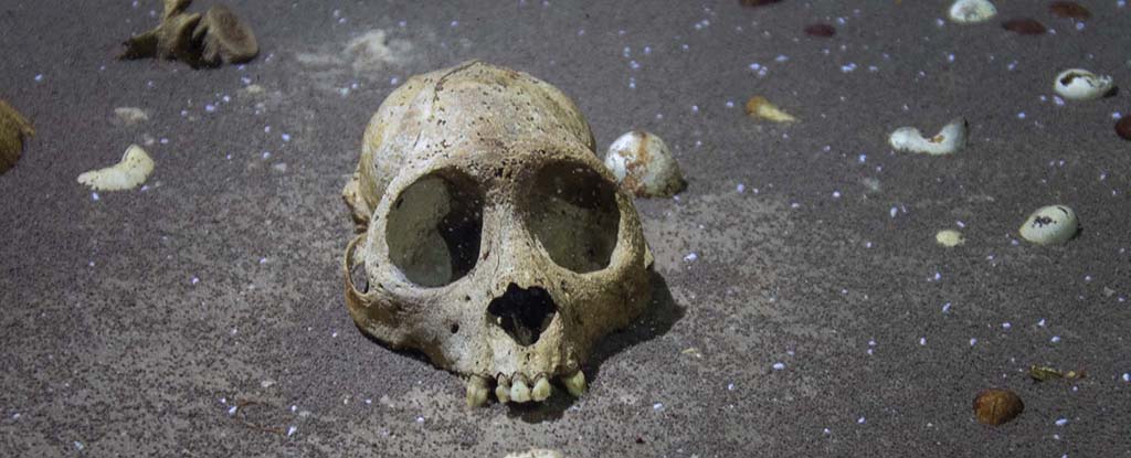 Stunningly Preserved Bones of Extinct Caribbean Monkey Found by Divers : ScienceAlert