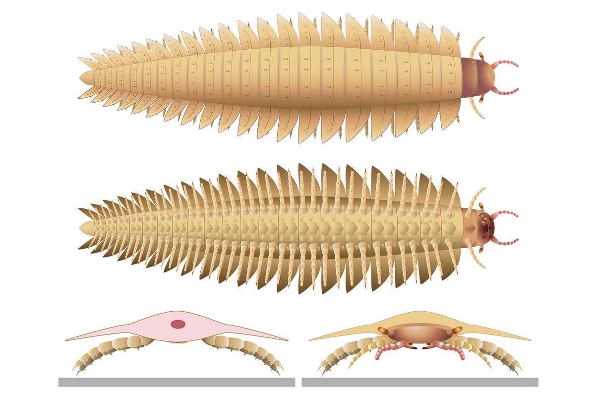 Scientists put a face to the biggest bug to ever crawl the Earth