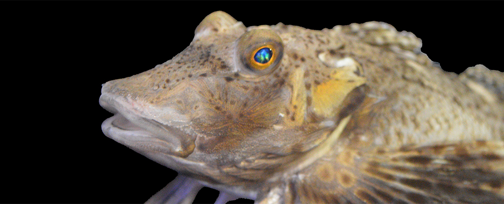 This Fish’s ‘Legs’ Evolved a Special Sense to Find Food Hidden in The Sand : ScienceAlert