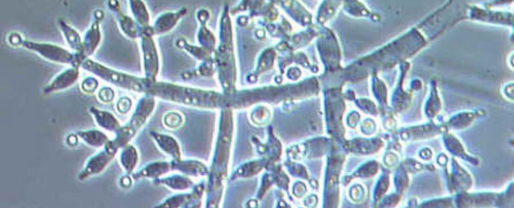 White Noise Is Like Music to These Microbes, And It Helps Them Thrive : ScienceAlert