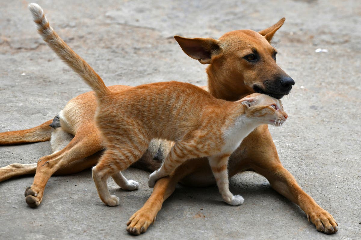 How to make your dog get along with your cat, according to experts