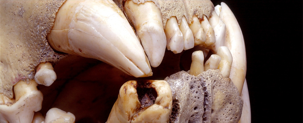 Human DNA Found in Lions’ Teeth Confirms a Tragic Legend of History : ScienceAlert